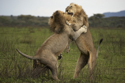 lions